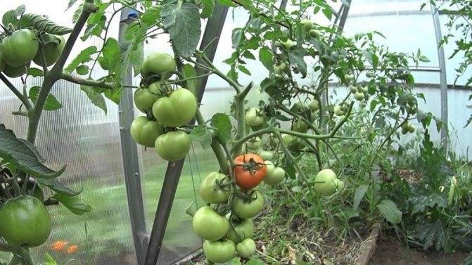 5 советов, как можно ускорить созревание томатов на кусте