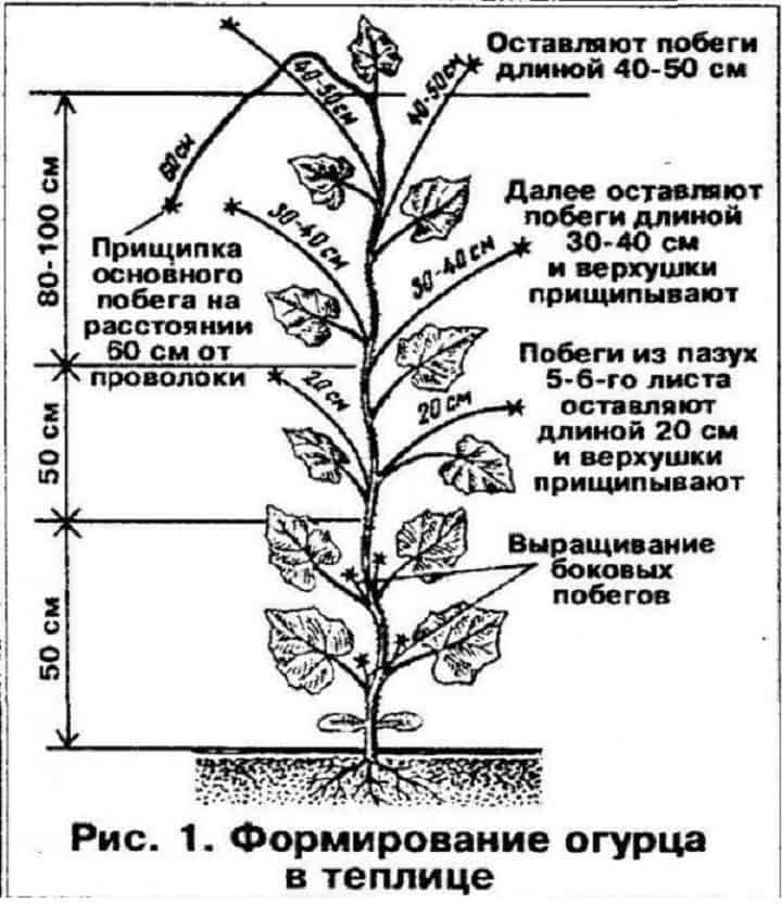 Как обрезать усики на огуречных кустах