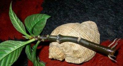 Афеландра в домашних условиях: уход и виды