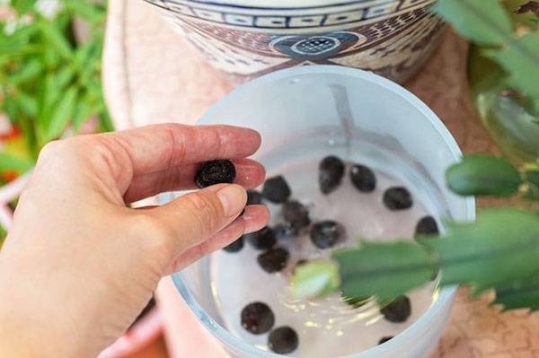Анемона корончатая: посадка весной из купленных клубней