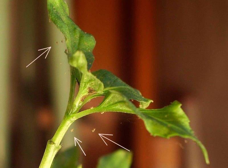 Бересклет (Euonymus) – уход, фото, виды