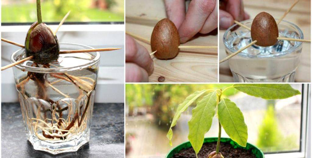 Авокадо на подоконнике