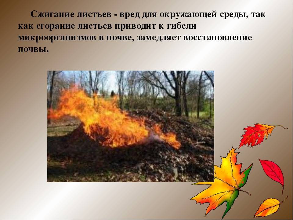 Листья Жгут Картинки