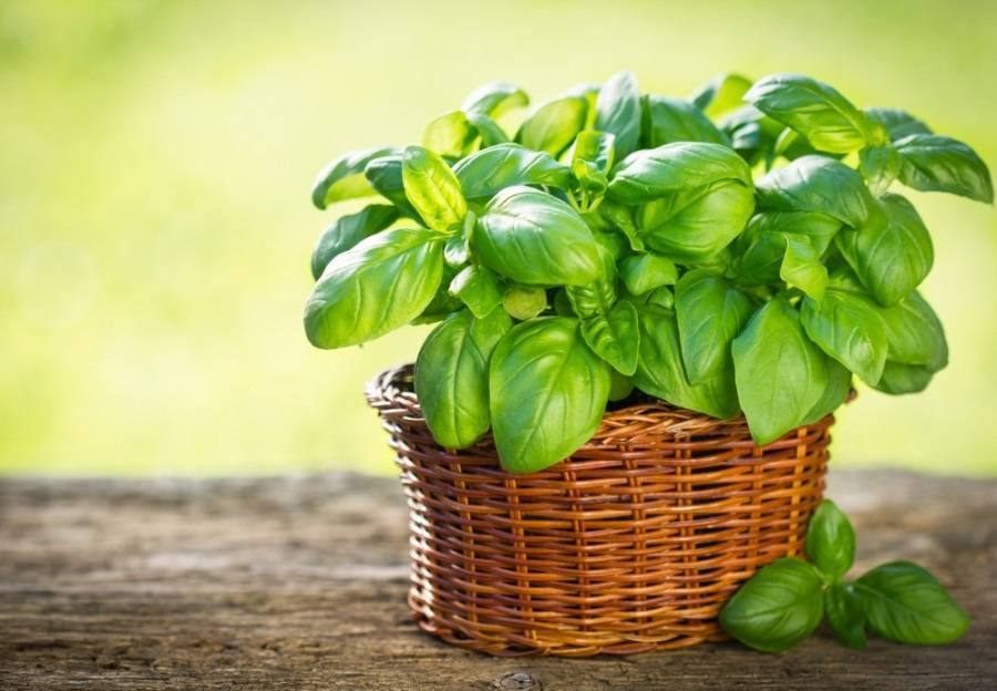 Посев замоченных семян базилика особым способом