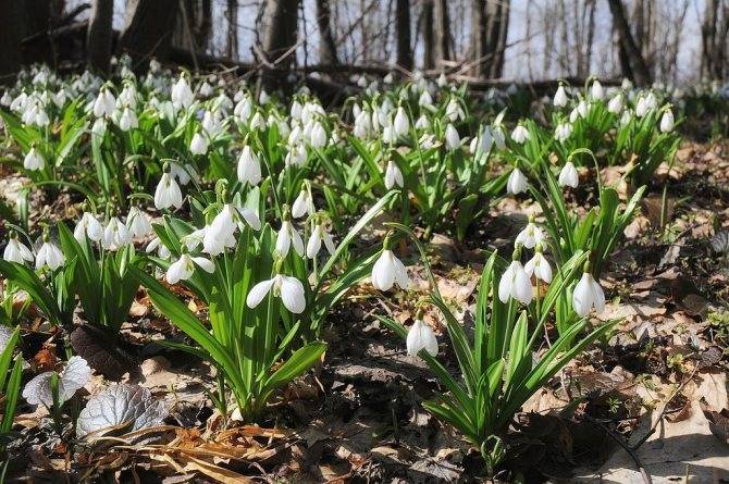 Подснежники: фото, описание, виды, когда распускаются