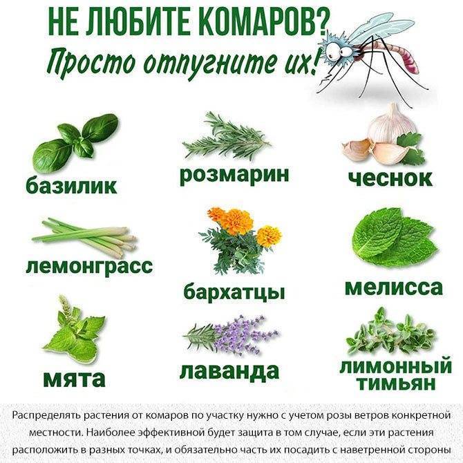 Какие растения отпугивают комаров - травы, деревья и цветы