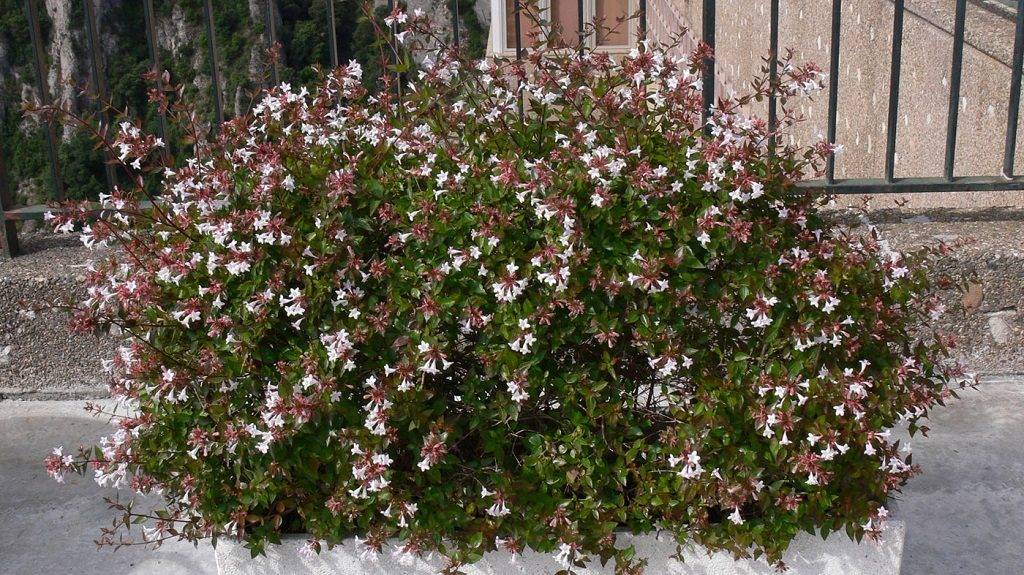 Абелия (Abelia) – уход, фото, виды