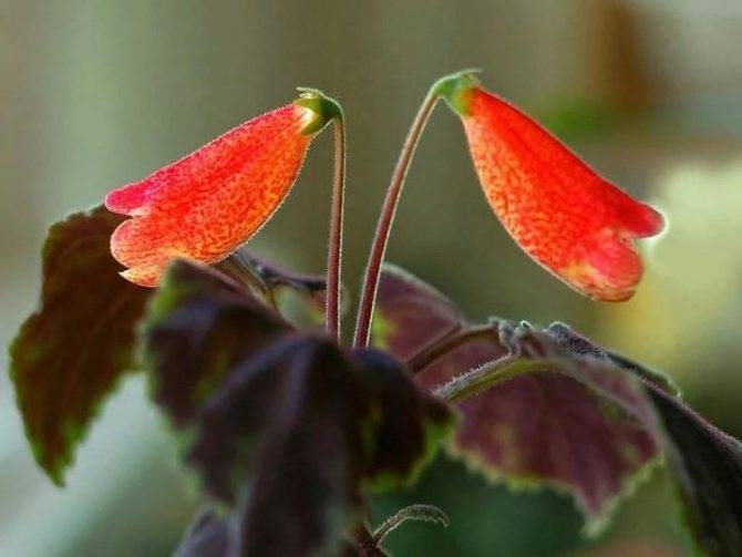 Смитианта (Smithiantha) – уход, фото, виды