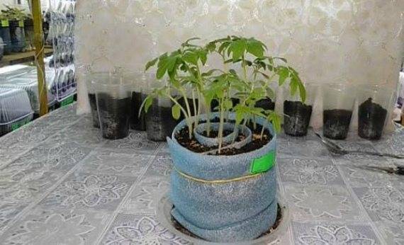 Пикировка томатов в улитку