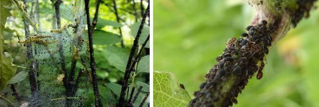 Бересклет (Euonymus) – уход, фото, виды