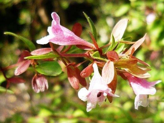 Абелия (Abelia) – уход, фото, виды