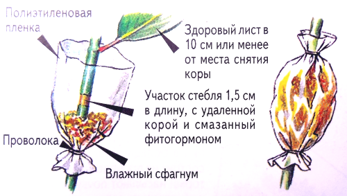 Размножение растений