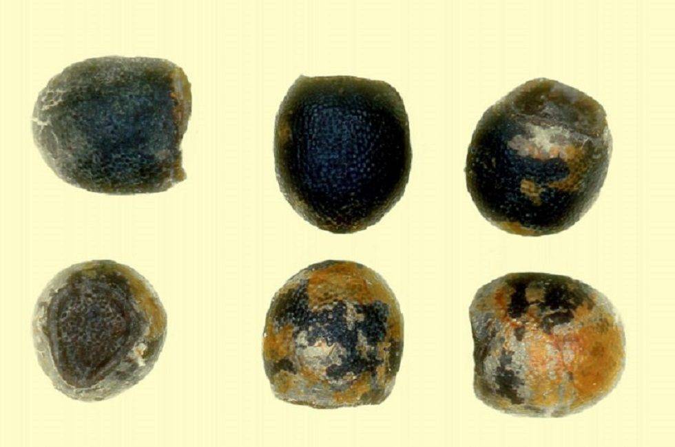 Гимнокалициум — уход и размножение в домашних условиях, фото видов