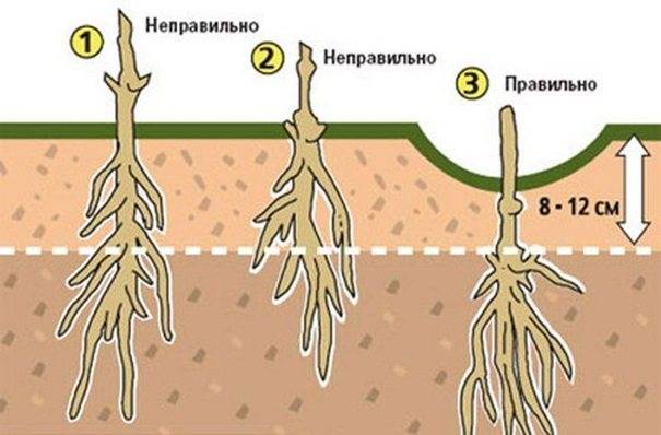 Клематис: размножение семенами, особенности посадки в грунт, правила ухода и рекомендации специалистов