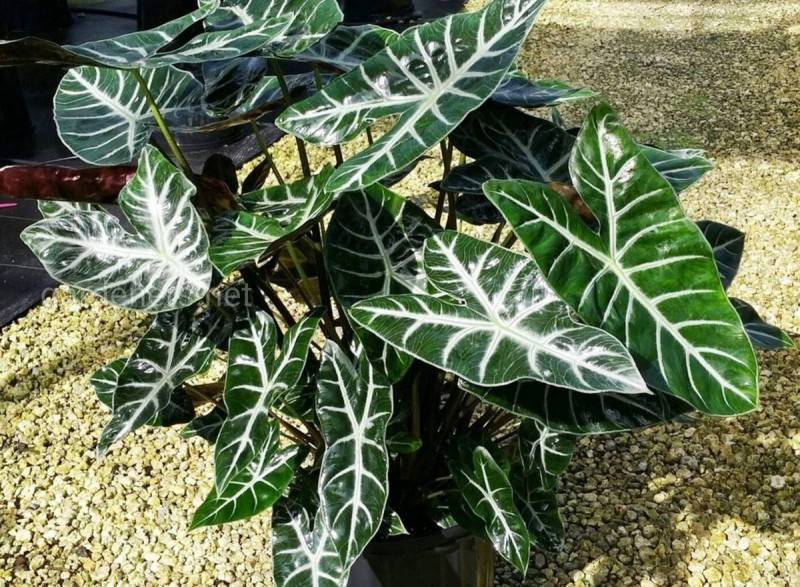 Алоказия (Alocasia) – уход, фото, виды