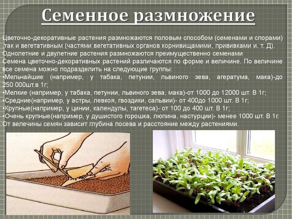 Бровалия: выращивание и уход в домашних условиях