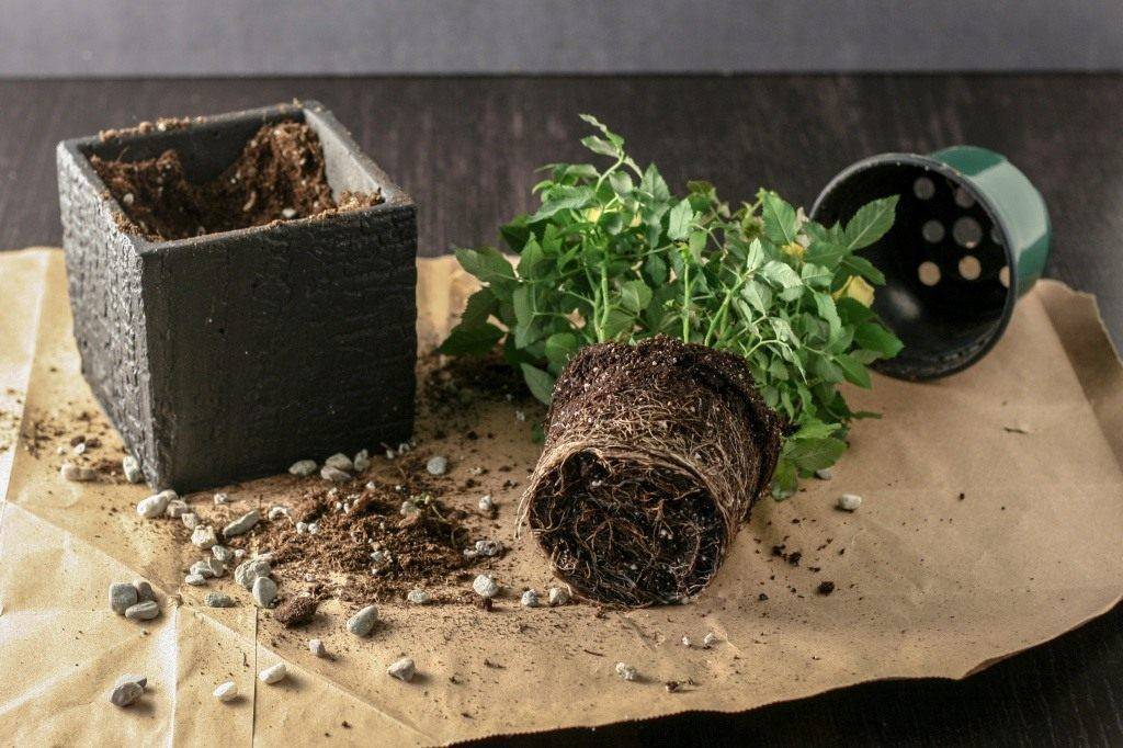 Роза Кордана Микс: как ухаживать после покупки, особенности полива, фото