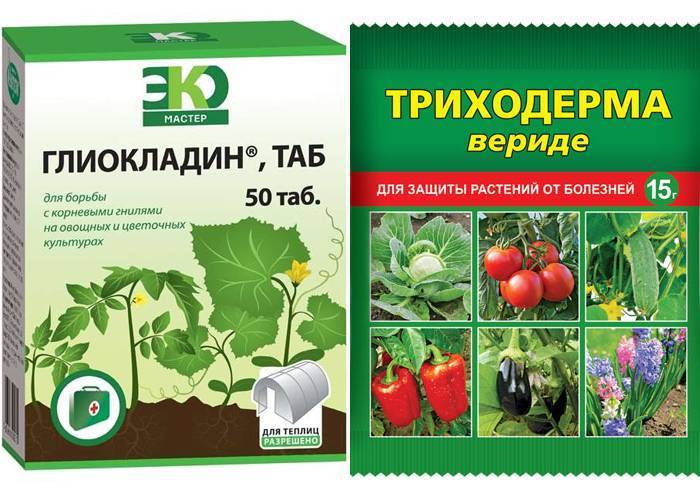 Фунгициды, их классификация и необходимость применения — agroxxi