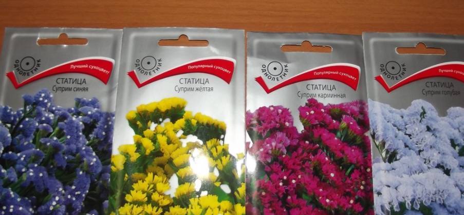 Цветок статица: фото, описание, размножение и уход