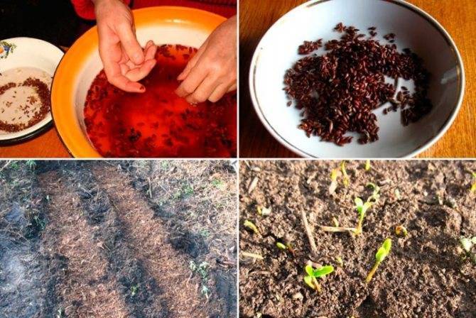 Пересадка барбариса Тунберга из череночника на грядку – что можно посадить рядом?