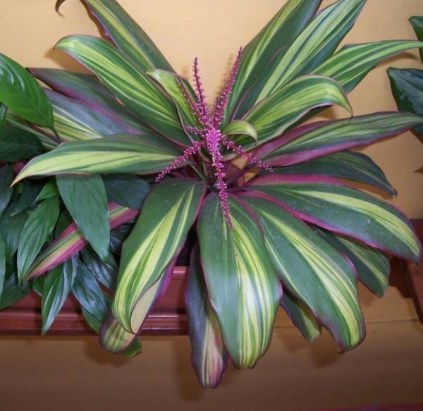Кордилина (Cordyline) – уход, фото, виды