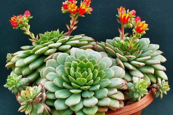 29 фото видов и разновидностей Эхеверии (каменной розы)