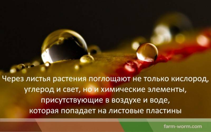 Биогумус – что это, когда нужен и как помогает бороться с вредителями