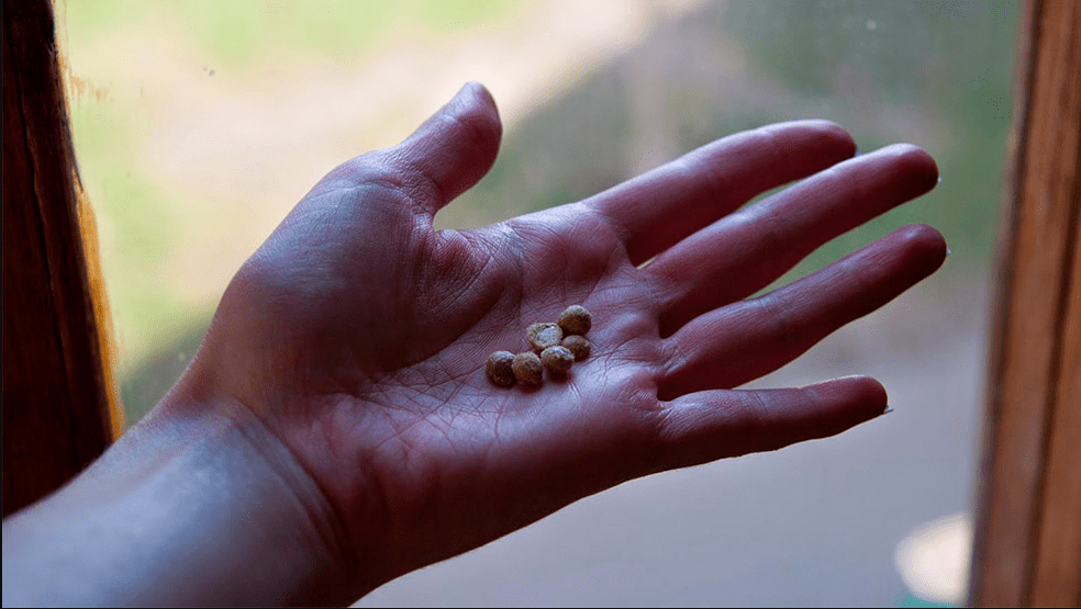 Ледебурия — уход в домашних условиях, фото видов и сортов