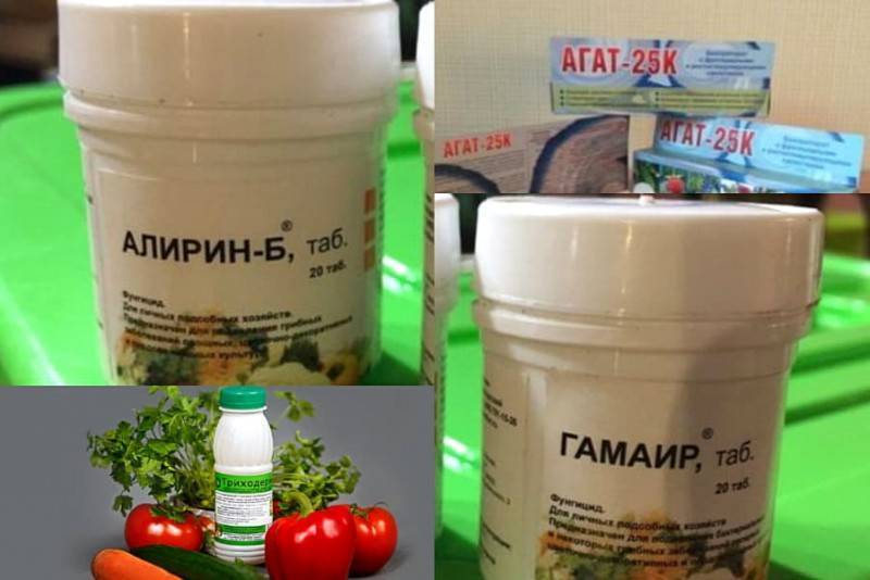 Фунгициды для растений: обзор препаратов, применение, эффективность, отзывы