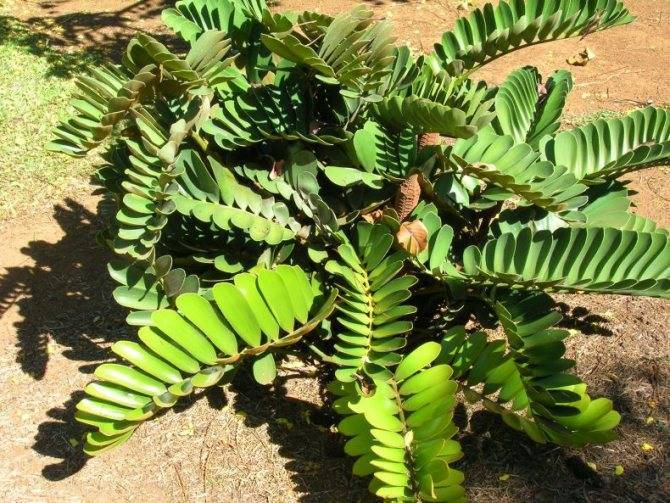 Замия (Zamia) – уход, фото, виды