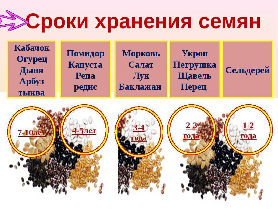 Сбор семян: как собрать семена с овощей и фруктов и сохранить их до весны | огородники