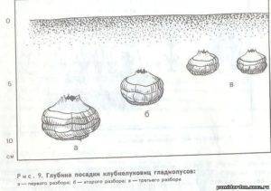 Гладиолусы в горшках на улице: фото, правила посадки, ухода, выращивания и размножения, а также как вырастить в кашпо, и как сажать весной?