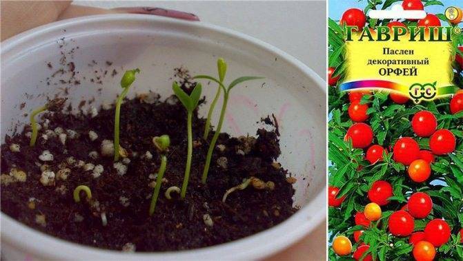 Паслен (Solanum) – уход, фото, виды