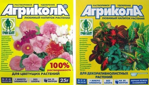 2 классических способа посева петунии на рассаду