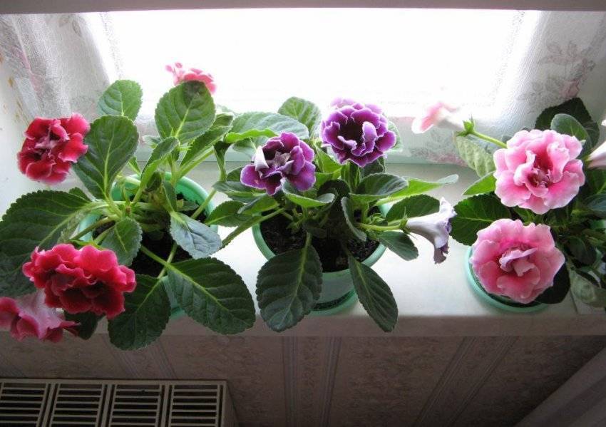 Глоксиния в домашних условиях, размножение, зимовка