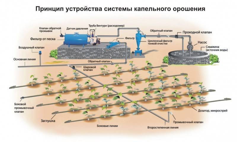 Выращивание салата в теплице – нужно ли удобрять и поливать?
