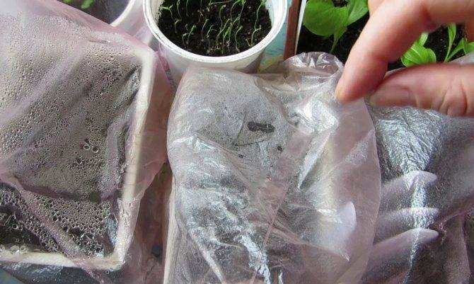 Флоксы: описание выращивания из семян