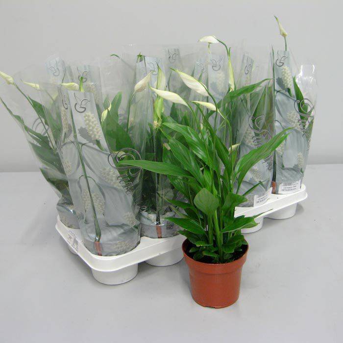Спатифиллум (Spathiphyllum) – уход, фото, виды
