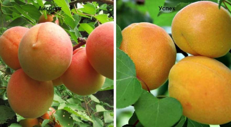 Абрикос: выращивание в саду, виды и сорта