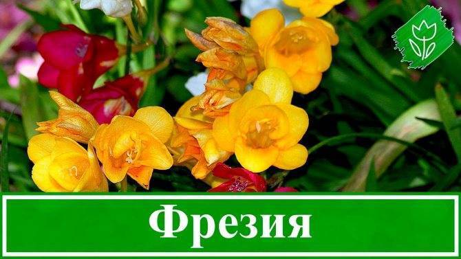 Фрезия — посадка и уход в домашних условиях, фото видов