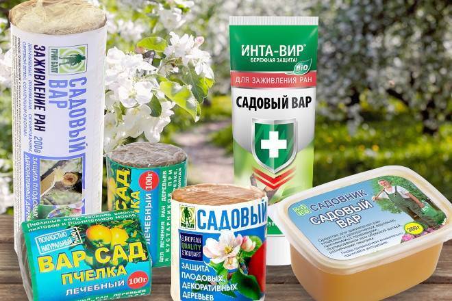 Как привить яблоню весной: пошаговая инструкция с описанием и фото, советы и рекомендации