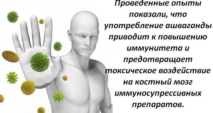 Почему ашваганда запрещена в России? Ашваганда: лечебные свойства и противопоказания