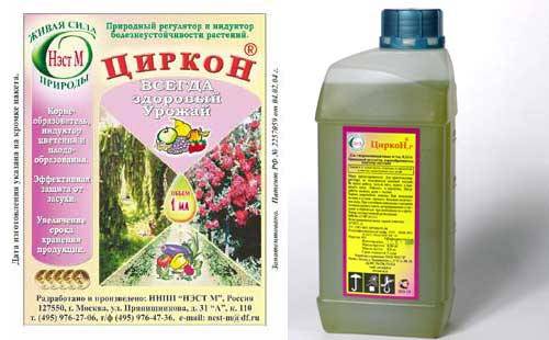 Гладиолусы: выращивание в контейнерах