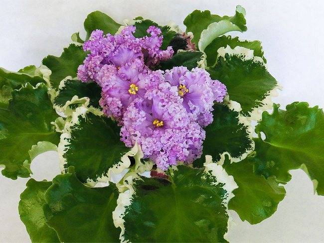 Кутровые