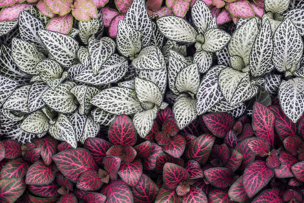 Фиттония — посадка, уход и размножение в домашних условиях, фото видов