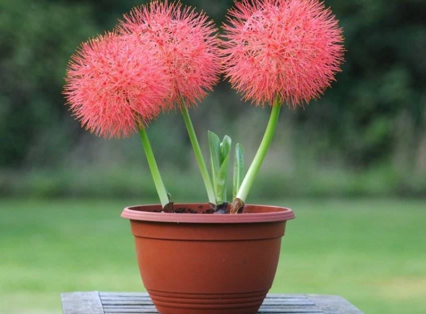 Гемантус — выращивание и уход в домашних условиях, фото видов