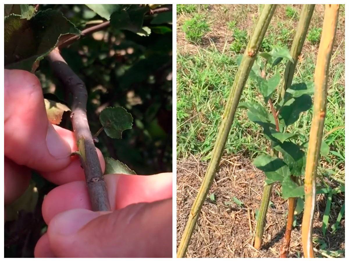 Главные работы в саду в конце лета – расслабляться рано