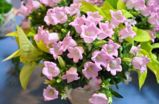 Кампанула или Жених и невеста: 7 популярных сортов