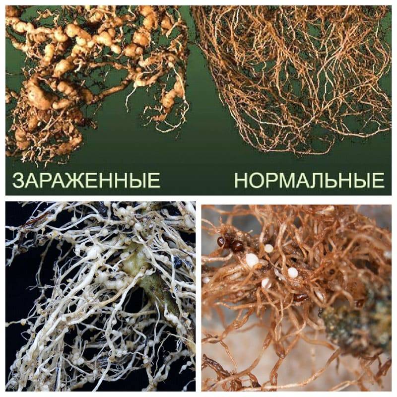 Профилактика и борьба с мошками сциаридами
