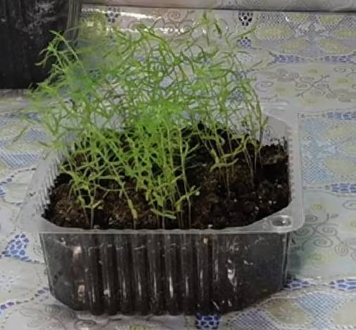 Как сеять кохию на рассаду и ухаживать за сеянцами